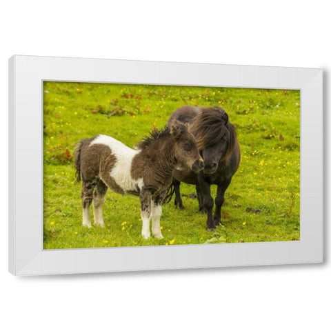 Shetland Islands Shetland pony and offspring White Modern Wood Framed Art Print by Illg, Cathy and Gordon