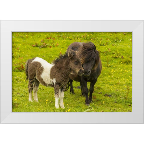 Shetland Islands Shetland pony and offspring White Modern Wood Framed Art Print by Illg, Cathy and Gordon
