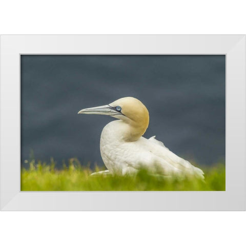 Scotland, Shetland Islands Northern gannet White Modern Wood Framed Art Print by Illg, Cathy and Gordon