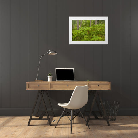 Europe, Scotland, Cairngorm NP Forest ferns White Modern Wood Framed Art Print by Illg, Cathy and Gordon