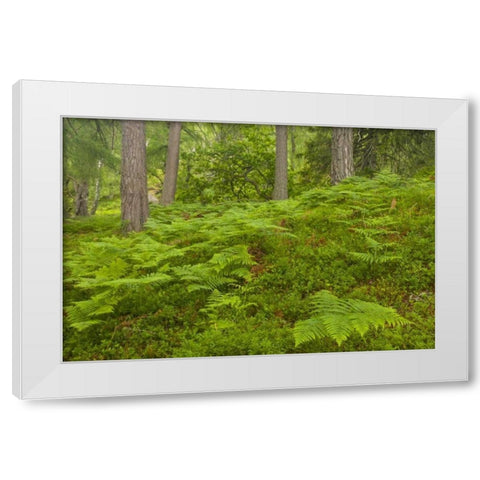 Europe, Scotland, Cairngorm NP Forest ferns White Modern Wood Framed Art Print by Illg, Cathy and Gordon