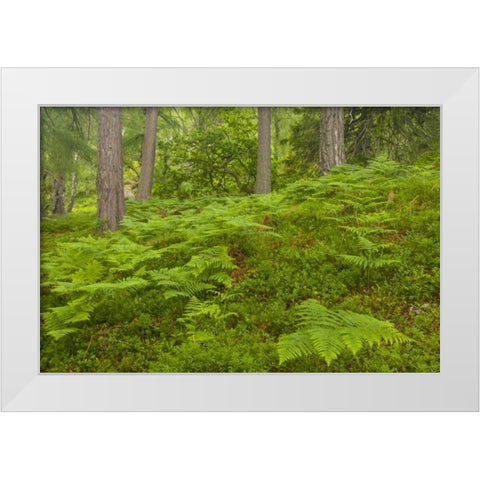 Europe, Scotland, Cairngorm NP Forest ferns White Modern Wood Framed Art Print by Illg, Cathy and Gordon