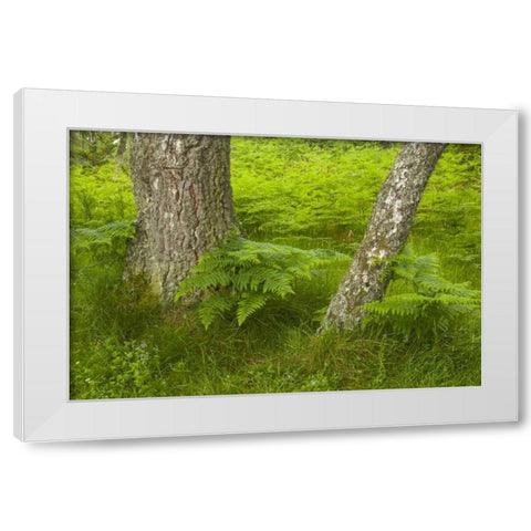 Europe, Scotland, Cairngorm NP Forest ferns White Modern Wood Framed Art Print by Illg, Cathy and Gordon