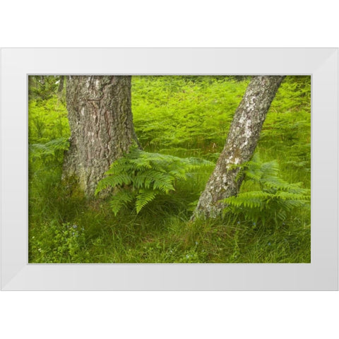 Europe, Scotland, Cairngorm NP Forest ferns White Modern Wood Framed Art Print by Illg, Cathy and Gordon
