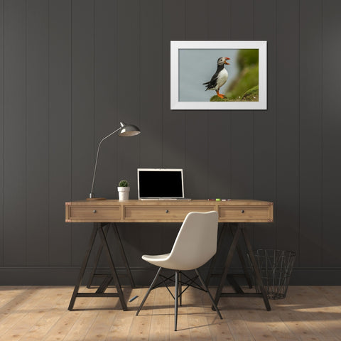 Scotland, Shetland Islands Atlantic puffin White Modern Wood Framed Art Print by Illg, Cathy and Gordon
