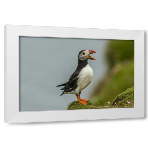 Scotland, Shetland Islands Atlantic puffin White Modern Wood Framed Art Print by Illg, Cathy and Gordon