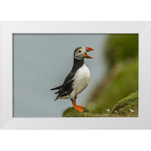Scotland, Shetland Islands Atlantic puffin White Modern Wood Framed Art Print by Illg, Cathy and Gordon