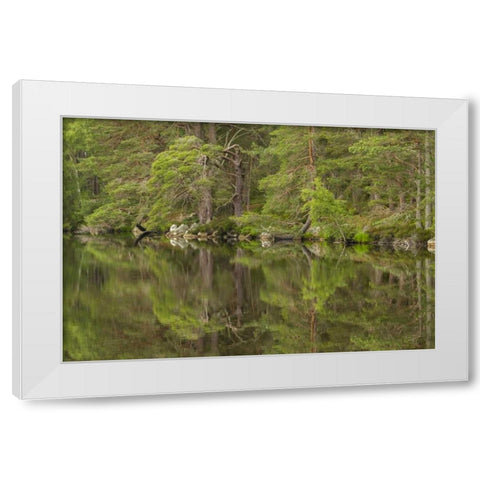 Scotland, Cairngorm NP Calm lake in forest White Modern Wood Framed Art Print by Illg, Cathy and Gordon