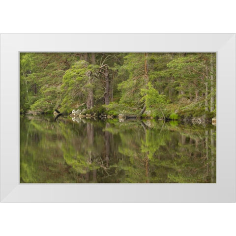 Scotland, Cairngorm NP Calm lake in forest White Modern Wood Framed Art Print by Illg, Cathy and Gordon