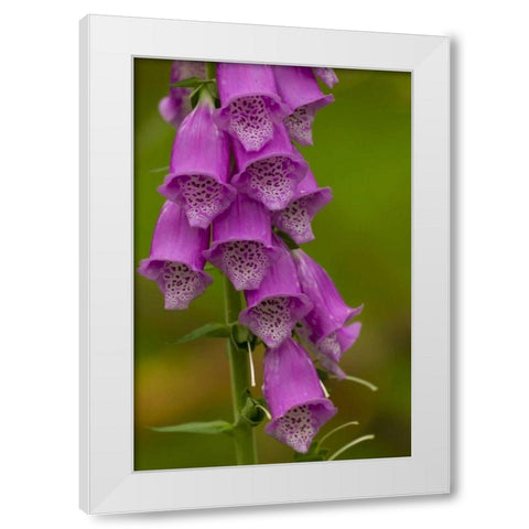 Europe, Scotland, Cairngorm NP Foxglove flowers White Modern Wood Framed Art Print by Illg, Cathy and Gordon