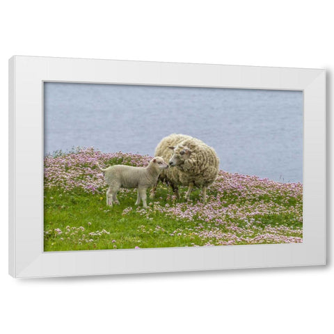 Scotland, Shetland Islands Ewe mother and lamb White Modern Wood Framed Art Print by Illg, Cathy and Gordon