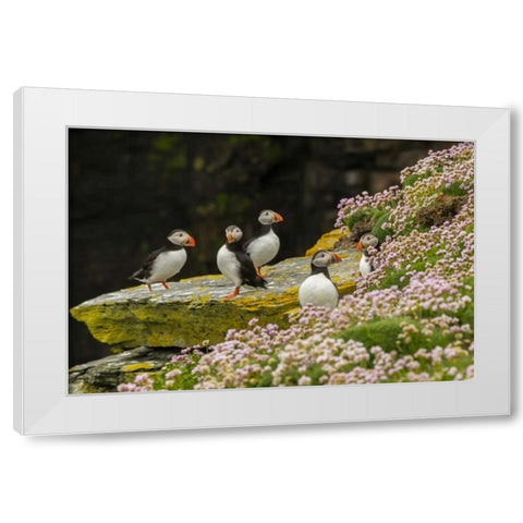 Scotland, Shetland Islands Atlantic puffins White Modern Wood Framed Art Print by Illg, Cathy and Gordon