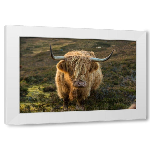 Scotland-The Isle of Skye Close-up of highland cow White Modern Wood Framed Art Print by Jaynes Gallery