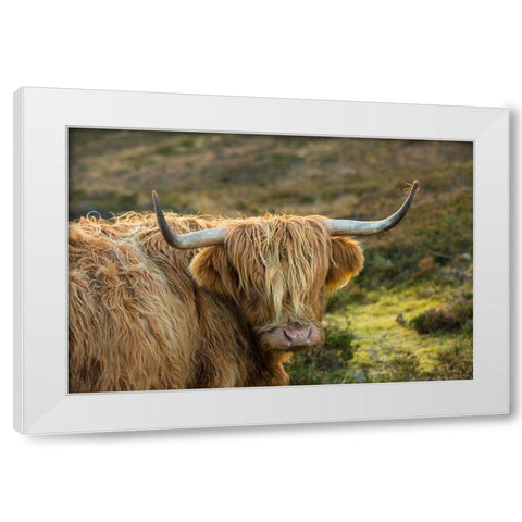 Scotland-The Isle of Skye Close-up of highland cow White Modern Wood Framed Art Print by Jaynes Gallery