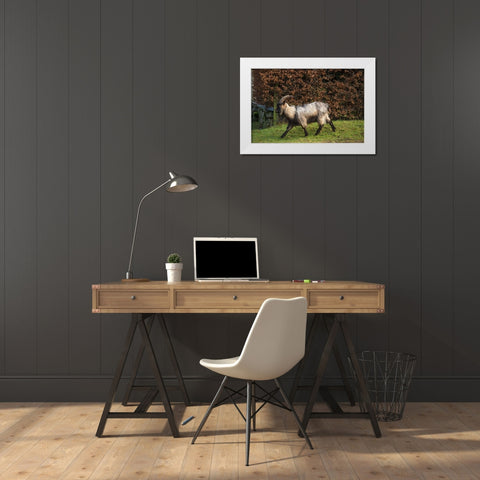 Scotland Dutch landrace goat walking White Modern Wood Framed Art Print by Jaynes Gallery