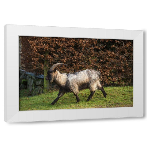 Scotland Dutch landrace goat walking White Modern Wood Framed Art Print by Jaynes Gallery
