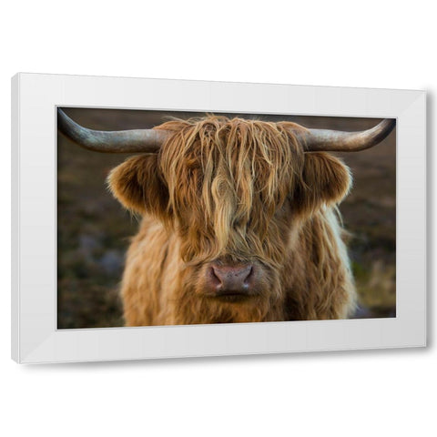 Scotland-The Isle of Skye Close-up of highland cow White Modern Wood Framed Art Print by Jaynes Gallery
