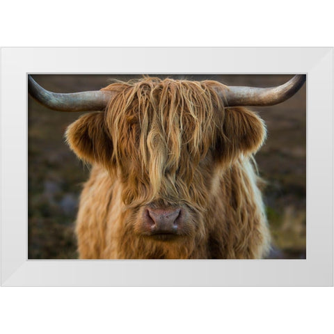 Scotland-The Isle of Skye Close-up of highland cow White Modern Wood Framed Art Print by Jaynes Gallery