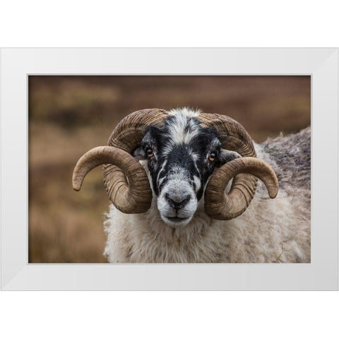 Scotland Scottish black-faced sheep head close-up White Modern Wood Framed Art Print by Jaynes Gallery