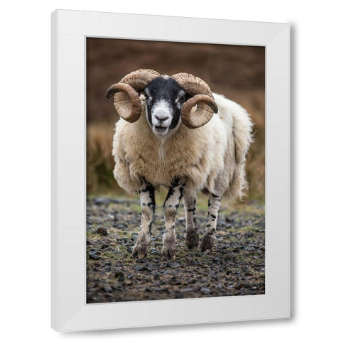 Scotland Scottish black-faced sheep close-up White Modern Wood Framed Art Print by Jaynes Gallery