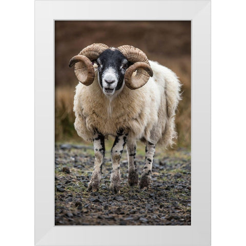 Scotland Scottish black-faced sheep close-up White Modern Wood Framed Art Print by Jaynes Gallery