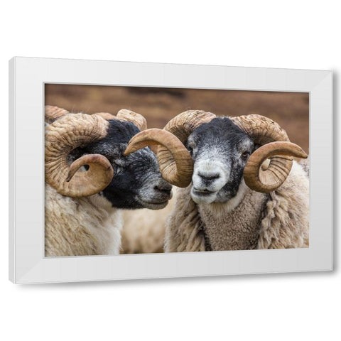 Scotland Scottish black-faced sheep close-up White Modern Wood Framed Art Print by Jaynes Gallery