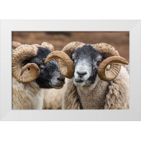 Scotland Scottish black-faced sheep close-up White Modern Wood Framed Art Print by Jaynes Gallery