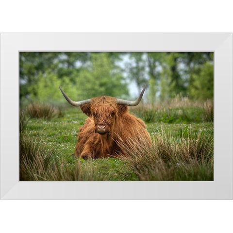 Scotland-The Isle of Skye Close-up of highland cow White Modern Wood Framed Art Print by Jaynes Gallery