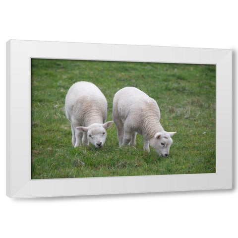 Great Britain-Shetland-Fair Isle Shetland sheep-twin lambs White Modern Wood Framed Art Print by Hopkins, Cindy Miller