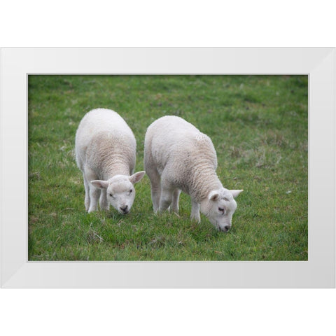 Great Britain-Shetland-Fair Isle Shetland sheep-twin lambs White Modern Wood Framed Art Print by Hopkins, Cindy Miller
