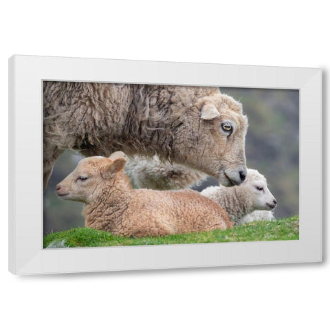 Great Britain-Shetland-Fair Isle Shetland sheep-ewe with lamb White Modern Wood Framed Art Print by Hopkins, Cindy Miller