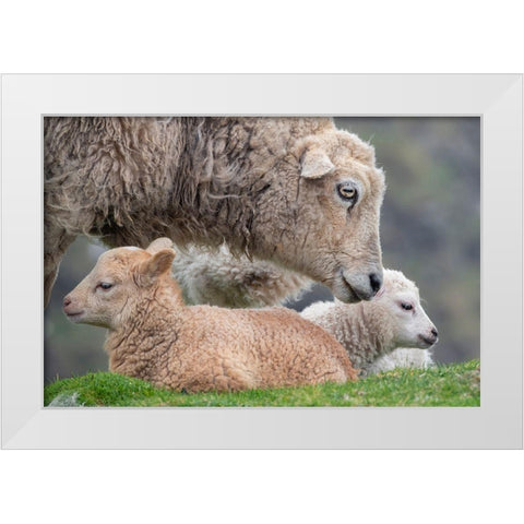 Great Britain-Shetland-Fair Isle Shetland sheep-ewe with lamb White Modern Wood Framed Art Print by Hopkins, Cindy Miller