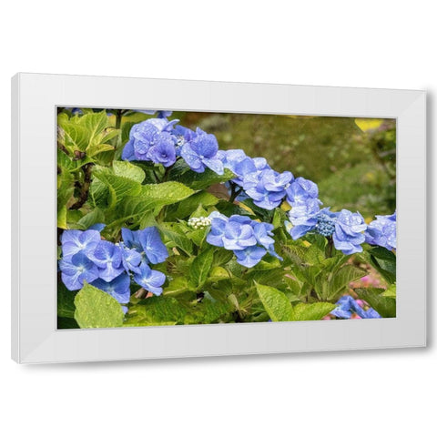 Hydrangea growing in the gardens of Dunvegan Castle in northern Isle of Skye White Modern Wood Framed Art Print by Ostrowitz, Mallorie