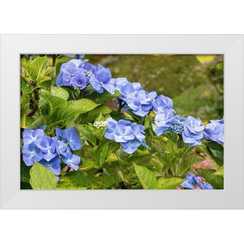 Hydrangea growing in the gardens of Dunvegan Castle in northern Isle of Skye White Modern Wood Framed Art Print by Ostrowitz, Mallorie