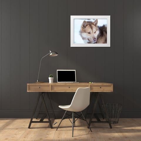 Sled dog during winter in Uummannaq in Greenland Dog teams are still draft animals White Modern Wood Framed Art Print by Zwick, Martin