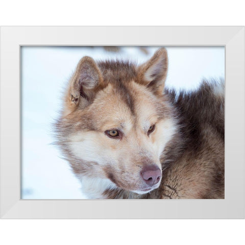 Sled dog during winter in Uummannaq in Greenland Dog teams are still draft animals White Modern Wood Framed Art Print by Zwick, Martin
