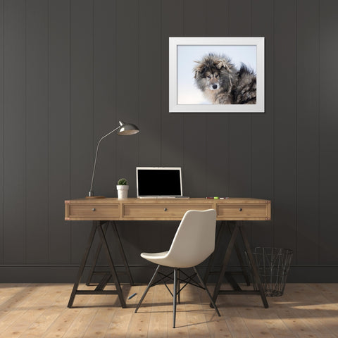 Sled dog during winter in Uummannaq in Greenland Dog teams are still draft animals White Modern Wood Framed Art Print by Zwick, Martin