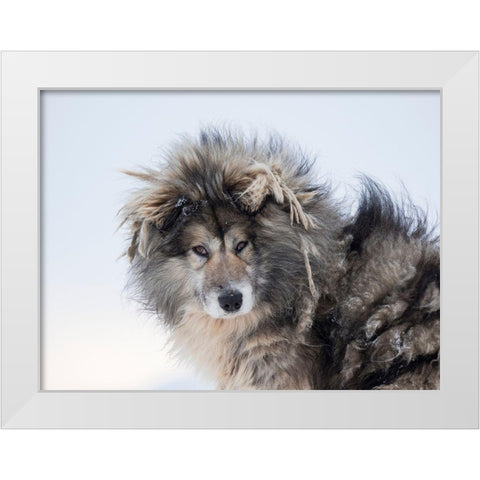 Sled dog during winter in Uummannaq in Greenland Dog teams are still draft animals White Modern Wood Framed Art Print by Zwick, Martin