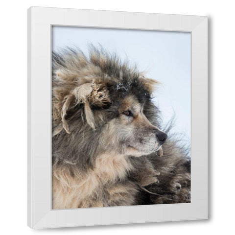 Sled dog during winter in Uummannaq in Greenland Dog teams are still draft animals White Modern Wood Framed Art Print by Zwick, Martin