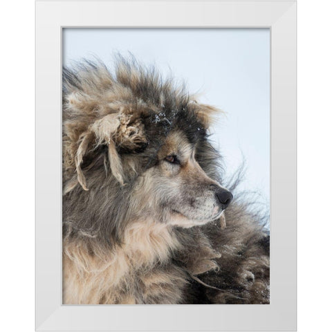 Sled dog during winter in Uummannaq in Greenland Dog teams are still draft animals White Modern Wood Framed Art Print by Zwick, Martin