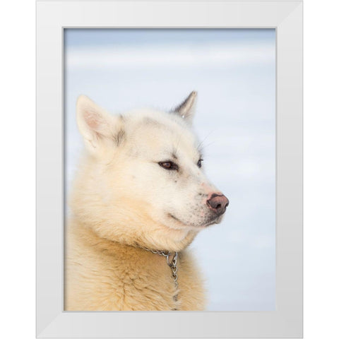 Sled dog during winter in Uummannaq in Greenland Dog teams are still draft animals White Modern Wood Framed Art Print by Zwick, Martin