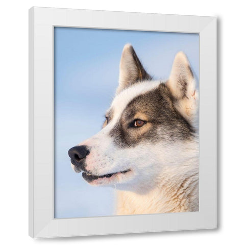 Sled dog during winter in Uummannaq in Greenland Dog teams are still draft animals White Modern Wood Framed Art Print by Zwick, Martin
