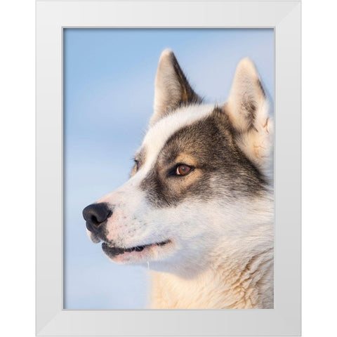 Sled dog during winter in Uummannaq in Greenland Dog teams are still draft animals White Modern Wood Framed Art Print by Zwick, Martin