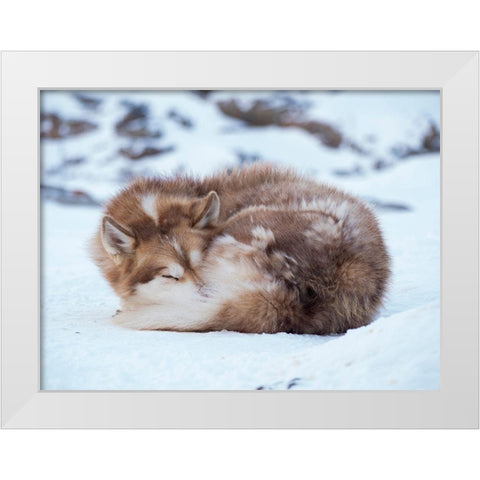 Sled dog during winter in Uummannaq in Greenland Dog teams are still draft animals White Modern Wood Framed Art Print by Zwick, Martin