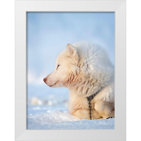Sled dog during winter in Uummannaq in Greenland Dog teams are still draft animals White Modern Wood Framed Art Print by Zwick, Martin