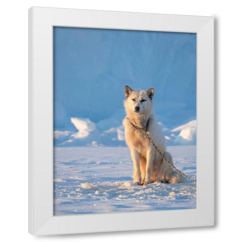 Sled dog during winter in Uummannaq in Greenland Dog teams are still draft animals White Modern Wood Framed Art Print by Zwick, Martin