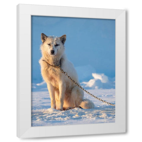 Sled dog during winter in Uummannaq in Greenland Dog teams are still draft animals White Modern Wood Framed Art Print by Zwick, Martin