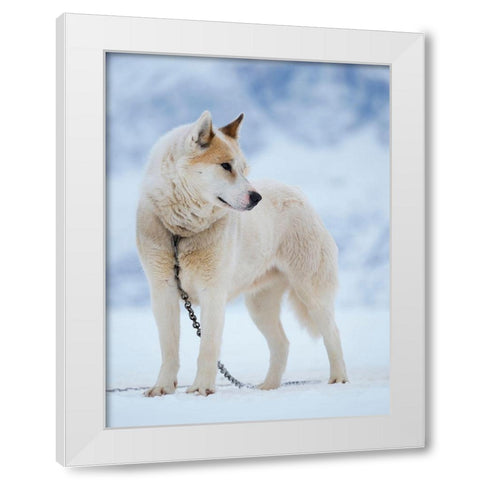 Sled dog during winter in Uummannaq in Greenland Dog teams are still draft animals White Modern Wood Framed Art Print by Zwick, Martin