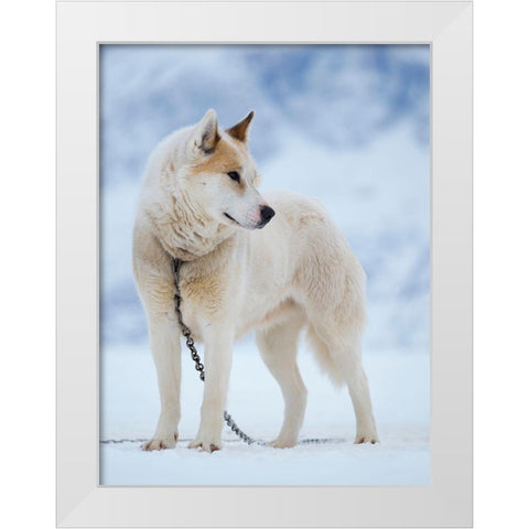 Sled dog during winter in Uummannaq in Greenland Dog teams are still draft animals White Modern Wood Framed Art Print by Zwick, Martin