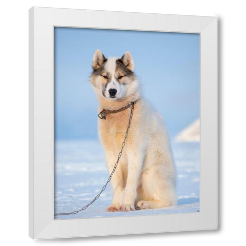 Sled dog during winter in Uummannaq in Greenland Dog teams are still draft animals White Modern Wood Framed Art Print by Zwick, Martin
